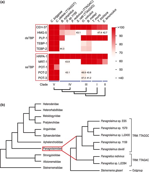 Conservation of TBPs in nematodes and their phylogenetic relationships. a) Heatmap illustrating the conservation of C. elegans TBPs in various nematodes according to bit scores of BLASTP. For nematodes with noncanonical TRMs, the TRMs are indicated in brackets after the species names. Nematodes with a canonical TTAGGC TRM are not explicitly labeled. dsTBP, double-stranded telomeric DNA-binding protein; ssTBP, single-stranded telomeric DNA-binding protein. b) Phylogenetic tree of clade IV nematodes, shown at the family level. The phylogenetic tree of Panagrolaimidae, the only taxon that involves various species with a noncanonical TRM, is depicted in more detail, with Steinernema glaseri as an outgroup.