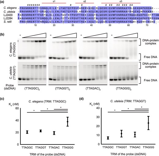Conservation of CEH-37 homeodomains from species with different telomeric repeat motifs and their binding affinities from Caenorhabditis species. a) The multiple sequence alignment result of CEH-37 homeodomains from nematodes used in this study. Each residue is shaded according to its degree of conservation. The α-helix regions of the domain are indicated above the multiple sequence alignment, and conserved residues involved in nucleic acid binding are indicated with hash-marks (#). b) Representative images of EMSA demonstrating the binding of the C. elegans and C. uteleia CEH-37 homeodomains to double-stranded telomeric DNAs. Five nanomolars of DNA probes indicated under each figure were incubated with increasing concentrations of proteins ranging from 5 to 160 nm. TRMs of each species are shown under their names. c and d) Kd of C. elegans and C. uteleia CEH-37 homeodomains to each telomeric DNA, respectively. DNA probes used for the Kd measurements consist of two repeats of the indicated sequences. Relationships without asterisks indicate nonsignificant differences (Newman–Keuls multiple comparison test, *P < 0.05).