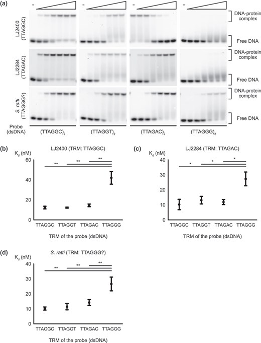Binding affinity of CEH-37 homeodomains from clade IV nematodes. a) Representative images of EMSA demonstrating the binding of the LJ2400, LJ2284, and S. ratti CEH-37 homeodomains to double-stranded telomeric DNAs. Five nanomolars of DNA probes indicated under each figure were incubated with increasing concentrations of proteins ranging from 5 to 160 nm for LJ2284 and S. ratti CEH-37 homeodomains, while the concentration range of the LJ2400 protein was 2.8 to 90 nm. TRMs of each species are shown under their names. b to d) Kd of CEH-37 homeodomains from LJ2400, LJ2284, and S. ratti binding to each telomeric DNA, respectively. DNA probes used for the Kd measurements consist of two repeats of the indicated sequences. Relationships without asterisks indicate nonsignificant differences (Newman–Keuls multiple comparison test, *0.01 < P < 0.05, **0.005 < P < 0.01, ***P < 0.005).
