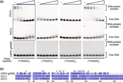 Binding affinity of C. elegans and C. uteleia POT proteins and their sequence alignment. a) Representative images of EMSA demonstrating the binding of the C. elegans POT-2, POT-3, and C. uteleia CSP31.g24055 to single-stranded telomeric DNAs. Five nanomolars of DNA probes were incubated with increasing concentrations of proteins ranging from 20 to 640 nm except for the reaction by POT-2 and POT-3 to (TTAGGC)2 probe, where the protein range was 5 to 160 nm (indicated with a box). b) The multiple sequence alignment result of OB-fold domains in POT proteins from C. uteleia and C. elegans. Each residue is shaded according to its degree of conservation. Conserved residues involved in nucleic acid binding are indicated with hash-marks (#), and the marks of residues not conserved between POT proteins from C. uteleia and C. elegans are colored in red.