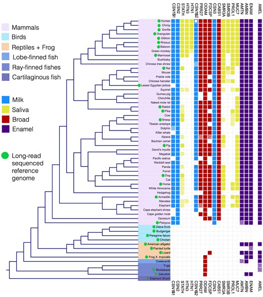 P/Q-rich SCPP genes in vertebrates. The presence and absence of orthologs to the P/Q-rich SCPP genes found in humans are indicated across 61 vertebrate species. Genes are colored by expression categories: purple, enamel; yellow, salivary glands (saliva); blue, mammary glands (milk); red, broad expression (broad). Hatched boxes indicate genes found in only one of the two gene annotation databases used (see Methods). The databases, genome assemblies examined, and accession numbers of genes can be found in Table S1.