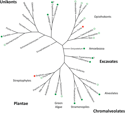 Phylogenetic tree of the 36 species studied. Major groups in eukaryotes (see Keeling et al. 2005) are indicated. Green circles indicate significant positive correlations between GC content (total GC content and/or GC3) and recombination rates (measured directly or using chromosome size as a proxy), consistent with gBGC (this work and others). Red circles indicate significant negative correlations between GC content and recombination rates, not consistent with gBGC. Filled circles indicate new observations from the present study. The “?” indicates when results using direct or indirect measures of recombination rates are not fully consistent.
