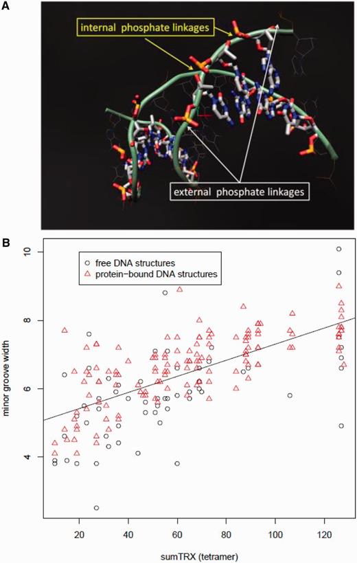DNA flexibility as defined by the four phosphate linkages in the codon (TRX). (A) External linkages are defined by neighboring adjacent codons, whereas internal linkages are defined by the codon itself. Adjacent codons are displayed with alternating stick and wireframe display. (B) A strong and highly significant correlation (r = 0.66, P < 0.0001, df = 193) exists between the sum flexibility(TRX score) and the average minor groove width (angstroms) of tetramers in free DNA and protein-bound DNA structures reported in Rohs et al. (2009).