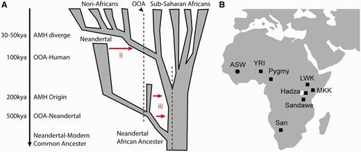 (A) Two models of Neanderthal gene flow into AMH. Model i: A single episode of admixture occurred between AMH and Neanderthal after OOA but before AMH subsequently spread throughout Eurasia. Model ii: Neanderthal admixture happened before OOA. A subset of ancient AMH African populations who were admixed with Neanderthal subsequently moved out of Africa. The red arrows represent introgression of Neanderthals with modern humans. Time period is not on scale. Figure modified from Campbell and Tishkoff (2010). (B) Eight sub-Saharan African populations sampled in this study. The populations are marked in black filled squares, along with their names and sample locations. ASW individuals have recent West African ancestry (denoted with a circle, as this ancestry does not trace back to a single location [Bryc et al. 2010]).