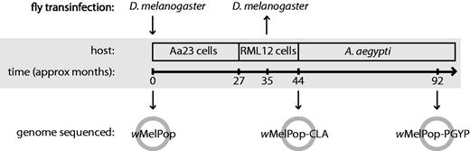 Timeline of the history of the wMelPop strains described in this article. The Wolbachia strain wMelPop was purified from Drosophila melanogaster w1118 and transinfected into the Aedes albopictus-derived cell line Aa23. After approximately 27 months of serial passaging, the Wolbachia infection was transferred to the RML12 cell line and passaged for a further 17 months, then transinfected into A. aegypti mosquitoes. This strain was also transinfected back into D. melanogaster w1118 after approximately 35 months of cell-line passage; this strain, wMelPop-CLA, showed reduced pathogenesis in flies compared with the original wMelPop strain. We sequenced the genomes of three variants of popcorn: wMelPop from D. melanogaster w1118, wMelPop-CLA after approximately 44 months of cell-line passage, and wMelPop-PGYP from A. aegypti approximately 48 months after transinfection into the mosquito.