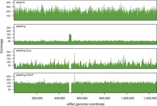 Sequencing coverage for wMelCS, wMelPop, wMelPop-CLA, and wMelPop-PGYP. Reads were mapped against the wMel genome using BWA or Newbler with default settings. For depth calculation, reads mapping to repeat regions were assigned to a randomly chosen instance of the repeat, and mean per-site coverage was calculated for nonoverlapping 50-nt windows along the genome. The region corresponding to the genes WD0507–WD0514 in the wMel genome is single copy in wMelCS, triplicated in wMelPop, and deleted in wMelPop-CLA and wMelPop-PGYP. The narrow peak of increased coverage visible in wMelPop-CLA and wMelPop-PGYP slightly downstream of this region represents the duplication of two ankyrin repeats in the orthologs of WD0550 in these strains. This repeat expansion is also present in wMelPop (confirmed by PCR), but is not apparent in the sequence coverage plot. Coverage along the genome is clearly more variable for wMelCS (100-nt Illumina reads) and wMel-CLA (shotgun 454 reads) than for the two strains sequenced with paired-end 454 reads.