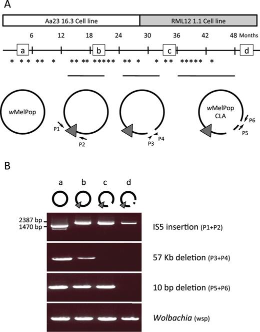 (A) Timing of genomic changes during cell line passaging. Asterisks indicate the time points at which PCR assays were performed to test for the presence of each of the three structural genomic changes that occurred. Circular genome icons correspond to the symbols used in figure 5, with arrows labeled P indicating primers used for PCRs. The horizontal black lines above these icons show the period during which each mutation segregated in the population, from first detection to the time at which it was fixed. Small squares labeled a–d indicate time points shown in gel below. (B) Ethidium bromide gel showing amplification patterns of these three markers at time points a–d.