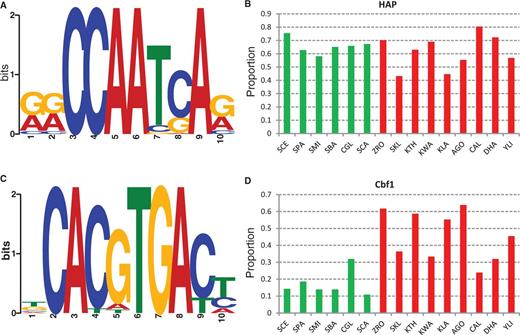 Presence of the HAP complex and Cbf1 binding motifs in the promoters of Module 5 genes. (A) The sequence logo of the HAP binding motifs in Saccharomyces cerevisiae. (B) The proportion of Module 5 gene promoters with the presence of the HAP binding motif in aerobic fermentative yeasts (in green) and respiratory yeasts (in red). (C) The sequence logo of the Cbf1 binding motifs in Kluyveromyces lactis. (D) The proportion of Module 5 gene promoters with the presence of the Cbf1 binding motif in aerobic fermentative yeasts (in green) and respiratory yeasts (in red). The species names are abbreviated as in figure 1: Zygosaccharomyces rouxii, ZRO; Kluyveromyces thermotolerans, KTH; and Ashbya gossypii, AGO.