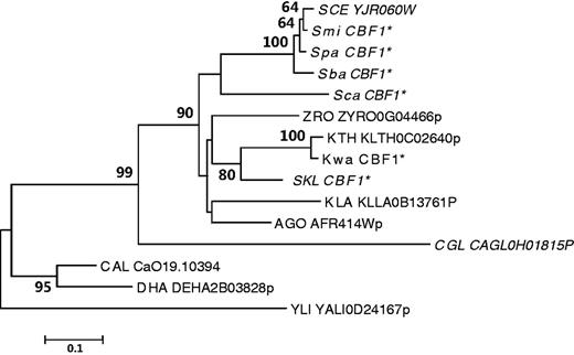 The evolutionary history of CBF1 genes in hemiascomycete yeasts. One CBF1 gene is found in each of the 15 yeasts examined. The phylogenetic tree was constructed based on the sequences of the highly conserved HLH domain. The NJ and ML consensus trees were topologically congruent. Only the NJ tree is shown, and the NJ tree is drawn to scale, with branch lengths in the same units as those of the evolutionary distances used to infer the phylogenetic tree. The species names are abbreviated as in figure 2. *Predicted CBF1 coding sequences in this study. Fermentative species are shown in italics.