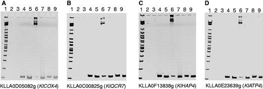 The binding of the Cbf1 protein to the predicted Cbf1 binding sites in Kluyveromyces lactis was validated by EMSA. (A) KLLA0D05082g (KlCOX4), (B) KLLA0C00825g (KlQCR7), (C) KLLA0F13838g (KlHAP4), and (D) KLLA0E23639g (KlATP4). Loading samples (from left to right) are lane 1: 2-log DNA marker; lane 2: BSA protein; lane 3: Cbf1 protein; lane 4: wild-type promoter; lane 5: Cbf1 binding site deleted promoter; lane 6: wild-type promoter + Cbf1 protein; lane 7: Cbf1 binding site deleted promoter + Cbf1 protein; lane 8: wild-type promoter + BSA protein; and lane 9: Cbf1 binding site deleted promoter + BSA protein. Binding complex bands were only formed between the Cbf1 protein and wild-type promoters with Cbf1 binding sites (lanes 6).