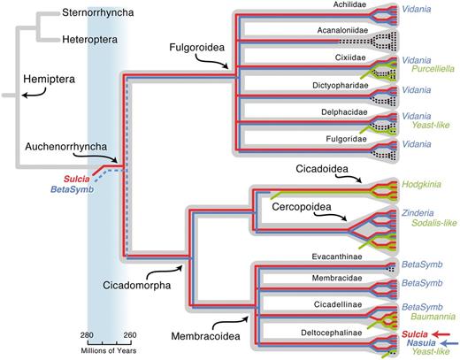 Schematic summary of the evolution of symbiotic associations in major lineages of Auchenorrhyncha, with emphasis on the Cicadomorpha (cicadas, spittlebugs, leafhoppers, and treehoppers). The focal symbionts, Nasuia and Sulcia from Macrosteles quadrilineatus (Cicadellidae: Deltocephalinae), are demarcated with a blue and red arrow, respectively. Phylogenies show evolutionary events in symbioses based on molecular phylogenetic studies (Moran et al. 2003, 2005; Takiya et al. 2006; Urban and Cryan 2012; Noda et al. 2012; Bressan and Mulligan 2013; Hou et al. 2013; Koga et al. 2013). Events are color-coded as follows: Host insect phylogeny (from Cryan and Urban 2012) gray background; Sulcia, red; betaproteobacterial symbiont lineage (BetaSymb = Zinderia + Nasuia + Vidania), blue; symbiont loss, black dashed line; and symbiont replacement, green. Identified symbiont names are given at the tips. This schematic is not a full account of host relationships and symbiont associations, as many species and genera remain to be explored, and some inferred losses may reflect incomplete knowledge. Sulcia is hypothesized to have been associated with the Auchenorrhyncha since its emergence 260–280 Ma (see time scale and corresponding blue box; Moran et al. 2005). Although further evidence is required to test the hypothesis that the Auchenorrhyncha share a common betaproteobacterial symbiont (BetaSymb) that was acquired early in its diversification, this potential relationship is shown here with a blue dashed line. The hypothesis that the Cicadomorpha do share the closely related BetaSymb (Zinderia + Nasuia), as evidenced by our genomic and phylogenetic results, is shown in a solid blue line (as is Vidania found throughout the Fulgoroidea based on Urban and Cryan 2012).