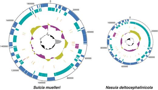 Genome map of the co-primary symbionts of Macrosteles quadrilineatus: Sulcia-ALF (left) and Nasuia-ALF (right). Genomes are scaled relative to nucleotide count. The outermost track (blue) shows genes coded on the plus strand, whereas the adjacent tracks (teal) show genes coded on the minus strand. The other tracks show RNA genes, including the rRNA operons (purple), ncRNA (red), and tRNA (orange). The two graphs show GC skew (outermost: green = values above genome average, purple = below genome average) and GC content (innermost: gray = values above genome average, black = below genome average). Plots were created with DNAPlotter (Carver et al. 2009).