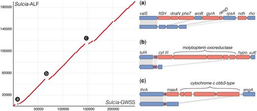 Synteny plot showing gene order conservation and gene loss between Sulcia-ALF (Macrosteles quadrilineatus) and Sulcia-GWSS (Homalodisca coagulata). Axes are in the number of nucleotides. Lettered breaks correspond to gene maps on the right hand side. Plots a–c show specific gene loss between Sulcia-GWSS (top) and Sulcia-ALF (bottom). Conserved orthologs are colored blue connected with gray shading, whereas genes that are lost in Sulcia-ALF are shown in red.