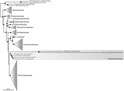 Relationships between Nasuia deltocephalinicola and other Betaproteobacteria. Phylogenetic tree was inferred with maximum likelihood criteria for 107 taxa for 42 proteins (approx. 10,000 amino acid columns). Circles at nodes indicate bootstrap support values: black = >75, gray = 55–75, and white = <55. See supplementary table S1, Supplementary Material online, for complete taxon sampling, and supplementary figure S2, Supplementary Material online, for full phylogeny.