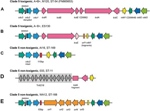 Distinct variants of the PaLoc found in clade 5. The genetic organization of the clade 5 PaLoc and flanking genes: (A) A+B+, toxinotypes XXX and XXXI, (B) A−B+, (C) PaLoc-negative strains, (D) A−B− toxinotype XI strains, and (E) WA12 containing nontoxigenic clade C-1 related (non-PaLoc) sequence at the PaLoc integration site and consequently A−B−.