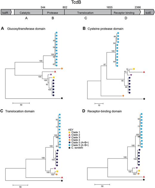 Independent clade 5 PaLoc acquisitions are supported by the crosspopulation phylogeny of tcdB functional domains. Phylogenies constructed from the four domains of tcdB: (A) The glucosyltransferase domain, (B) the cysteine protease domain, (C) the translocation domain, and (D) the receptor-binding domain. Colored labels indicate clade (see Key). Strain labels are shown in supplementary figure S1, Supplementary Material online.