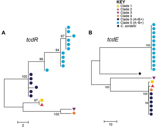 Phylogenetic relationship of PaLoc accessory genes. Phylogenies of the PaLoc accessory genes (A) tcdR and (B) tcdE, which encode a positive regulator and a putative holin gene, respectively. The A−B+tcdR gene (from strain AI27, marked with asterisk) clustered closest to the A+B+ lineage (A) was a hybrid of the two sequences suggesting it derived from a recombination event (data not shown). The putative holin gene present in the PaLoc of clade 5 A−B+ strains is distantly related to that found in the other clades (B), suggesting it was gained via allelic exchange with another source. Strain labels are shown in supplementary figure S2, Supplementary Material online.