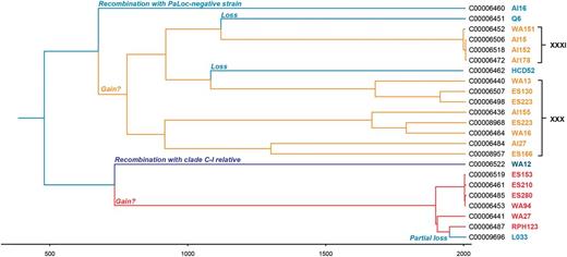The two PaLoc variants were each acquired independently approximately 1,300 years ago. A time-scaled ClonalFrame tree of the core genome dating (approximately) the events of acquisition and loss of the PaLoc within clade 5. The different lineages are color coded according to toxin profiles: A+B+ (red), A−B+ (orange), and A−B− (blue). The A−B+ isolates within clade 5 can be divided into two separate branches based on toxinotype (shown in black text on the right).