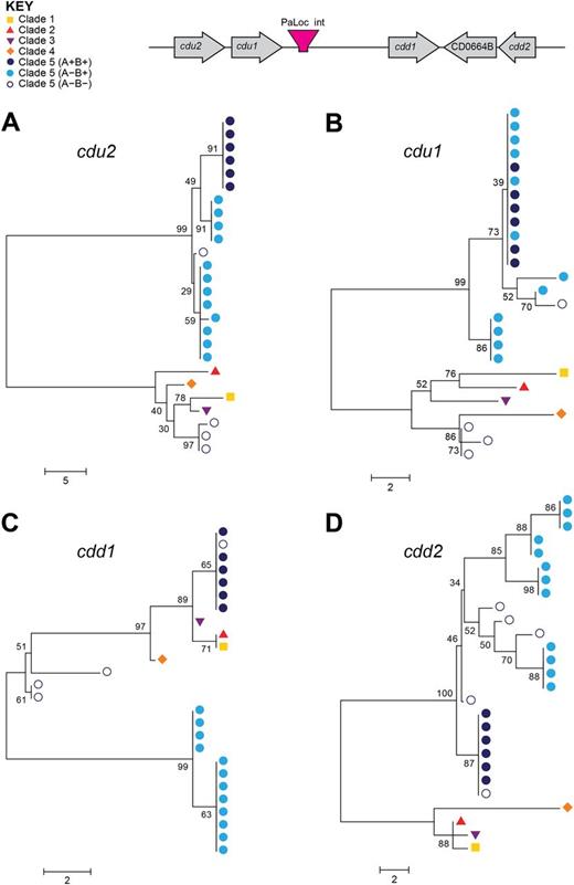 Acquisition and loss of the clade 5 PaLoc via homologous recombination. In A−B− clade 5 strains, the phylogenies of cdu2 (A) and cdu1 (B) genes upstream of the PaLoc are distinct from other clade 5 strains, with the exception of WA12. The genes seen in these strains are more closely related to those of clades 1–4, suggesting that the PaLoc was lost via homologous recombination with a nontoxigenic strain from one of these clades. In the A+B+ clade 5 strains, the same is seen with the cdd1 gene (C), suggesting these strains gained cdd1 along with the PaLoc via homologous recombination with a toxigenic strain from another clade, whereas the phylogeny of cdd2 (D) remains relatively consistent throughout clade 5. L033 is not included in the trees for cdu2 and cdu1 as these genes are not present in this strain. Strain labels are shown in supplementary figure S3, Supplementary Material online.