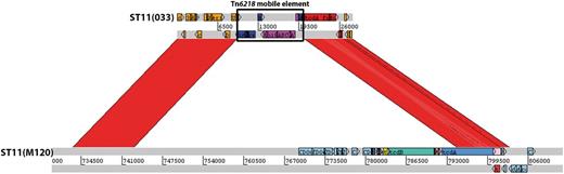 Modification of clade 5 PaLoc postacquisition by large-scale deletions. A comparison between the PaLoc regions of strains L033 (top) and M120 (bottom). The insertion of Tn6218 (indicated in black box) has resulted in a deletion relative to M120 of 51,379 bp comprising most of the PaLoc and a large region upstream. Only tcdC and the 3′-terminal 2,456 bp of tcdA remain of the PaLoc in L033.
