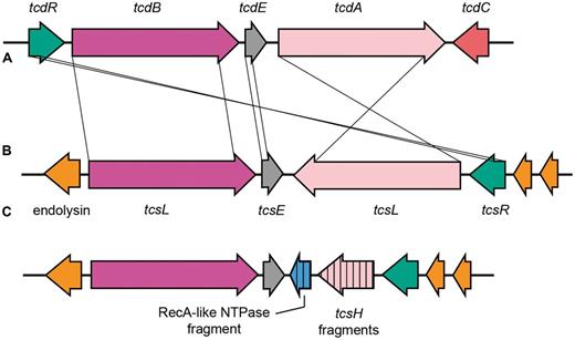 Genetic organization of the toxin-encoding loci of C. difficile and C. sordellii. The typical C. difficile PaLoc genetic organization (A) compared with the organization in C. sordellii strains VPI 9048 (B) and the toxin variant (tcsH−tcsL+) ATCC 9714 (C).