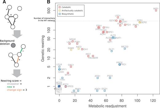 Genetic rewiring correlates with the underlying metabolic readjustment. (A) Cartoon that illustrates the kind of alterations in the genetic network that contributes to the rewiring score: new interactions + interactions that changed sign + disappeared links (excluding those of the gene acting as background). (B) Association between genetic rewiring and metabolic readjustment (as number of reactions that modified their relative flux) in response to deletions in active genes, that is, backgrounds; there exists 207 interactions in the WT network, we show this number as a dashed line to give a reference for the amount of rewiring. There are as well 277 active fluxes in the corresponding metabolism (coordinates incorporate some noise to help visualization, and the y axis logarithmic scale is broken to locate backgrounds with no genetic rewiring). Note that catabolic genes exhibit much stronger rewiring than biosynthetic ones, regardless of the strength of metabolic readjustment (some genes are artifactually catabolic in the model, see supplementary material, Supplementary Material online).