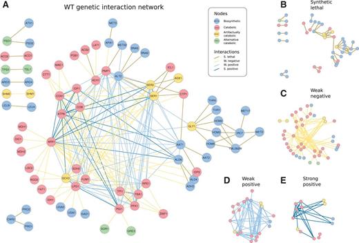 The topology of the WT genetic network reflects the intertwined organization of catabolism. (A) WT genetic network with nodes colored by function and interactions by class. (B–E) Decomposition of the network into the four interaction classes. Note the association between these types and metabolic function (i.e., SL links broadly corresponding to biosynthetic genes and the rest—WN, WP, and SP—to catabolic) that we additionally corroborated with experimental data of epistasis between metabolic gene pairs Szappanos et al. 2011 (supplementary fig. S24, Supplementary Material online). The distribution of weak interactions emphasizes the intertwined organization of the catabolic core (some genes appear as artifactually catabolic in the model, see discussion in supplementary material, Supplementary Material online). Moreover, SL links appear in the “periphery” of this core (full details of each SL cluster in supplementary figs. S27–S33, Supplementary Material online).