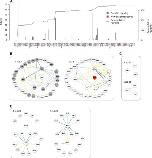Detailed view of a neutral deletion trajectory. (A) Genes were consecutively removed (from left to right; nodes of the WT network in red) what accumulates network rewiring (curve). Bars depict “local” change or rewiring score and number of essential genes (both with respect to the previous step). Many deletions do not affect network topology but some few ones produce strong rewiring. The appearance of essential genes is concomitant with variable amounts of genetic rewiring. (B–D) The subnetworks that get to be modified before and after several critical steps of the trajectory. Deletion of SDH2 (B) reveals second-order alternatives to the action of this gene in the “buffering ladder” (as new negative interactions). Several genes additionally undergo changes in their functional role that are reflected in modification of their interaction signs and, notably, in the emergence of new positive interactions. In (C), after the deletion of one of the three alternatives for hexokinase (HXK2), the other two constitute an SL link (HXK1 and GLK1). HXK1 is also able to phosphorylate fructose, and this underlies a supplementary WN interaction with PGI1. Finally, in (D), deletion of HXK1 further rewires PGI1 interactions (e.g., the WN link with pentose phosphate pathway gene ZWF1 becomes SL, as the only alternative for initial glucose processing) and induces several positive links at a relatively distant part of catabolism, for example, MTD1, involved in the artifactual glycine fermentative pathway (color code of genetic interactions as previous figures).