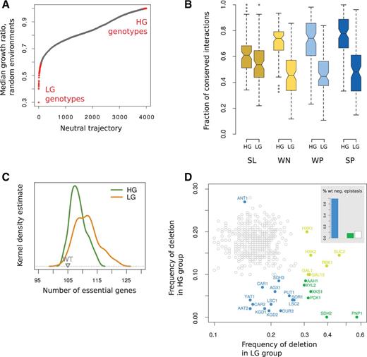 Genetic rewiring patterns predict loss of environmental plasticity in response to neutral backgrounds. (A) Environmental plasticity exhibited by 4,000 different metabolisms originated from the WT after following a neutral deletion trajectory. Plasticity is scored as the median of the fitnesses (growth ratio) of each genotype in 1,000 randomly generated environments (growth ratio, in a given environment, is the division between growth rate of a particular metabolism to the WT growth rate). We highlight in red the groups with HG and LG. (B) Fraction of conserved interactions by type and LG or HG genotypes. (C) Distribution of the number of essential genes in the HG and LG groups. (D) We performed a bootstrapping analysis to check for enrichment/depletion of each metabolic gene in the LG or HG trajectories. Genes significantly enriched (or depleted) in the HG genotype, LG genotype, or both were correspondingly colored in blue, yellow, and green (P < 0.01, after multiple testing). Inset. Percentage of genes with genetic interactions in the WT network in these significant groups. Interaction classes denoted as figure 2.