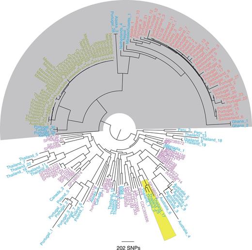 Core genome tree of 131 nonencapsulated and 44 encapsulated S. pneumoniae. One hundred thirty-one sequences of non-Ec-Sp isolates from 17 different countries or states of America were included (shown in red, green, and blue). The classic lineage of exclusively non-Ec-Sp (light gray) contains the isolates of ST448 (green) and ST344 (red). Additionally published encapsulated pneumococci (indicated in pink) (Donati et al. 2010) clustered within other non-Ec-Sp (blue). COGs that are present in every isolate as a single copy and, in addition, having the same sequence length were selected for building the tree (363 COGs). The maximum-likelihood phylogeny was generated using 24,342 polymorphic sites within a 278,778 bp codon alignment. Three isolates of the recently published BC3-NT clade are also indicated (yellow) (Chewapreecha et al. 2014).