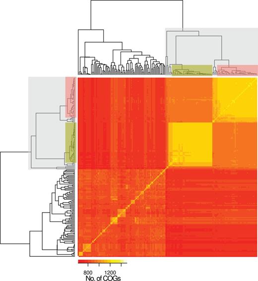 Accessory genome diversity of 131 nonencapsulated and 44 encapsulated S. pneumoniae. The classic lineage of exclusively non-Ec-Sp is indicated (light gray) and contains the isolates of ST448 (green) and ST344 (red). The remaining isolates are sporadic non-Ec-Sp and Ec-Sp. To construct the input array data all isolates were compared pairwise. Of each pair the COGs (70% coverage, 70% similarity) which are not part of the core-genome and are present in both isolates were counted. The isolates in the x and y axes are ordered according to the Euclidean distance constructed dendrogram.