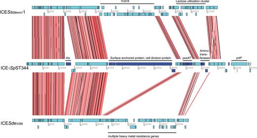 Genetic organization and nucleic acid alignment of ICEs. Artemis comparison tool (ACT) was used for the nucleic acid alignment of the ICESsuBM44071 (S. suis), ICE1SpST344 and ICESde3396 (Streptococcus dysagalagticae). Individual CDS are indicated in light blue. Conserved CDS between the three ICEs are indicated by red shading. CDS which were unique for ICE1SpST344 are indicated in dark blue. Tn, transposon; pezAT, toxin–antitoxin genes: lrtA, reverse transcriptase A; prtP, PII-type proteinase precursor.