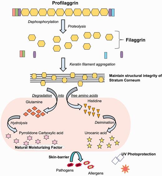 (B) Profilaggrin processing and function. This figure shows different roles of structural units of the FLG as color-coded in figure 1A in skin formation and function.