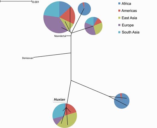 (B) FLG Haplotype tree. This is the simplified maximum likelihood tree of all FLG haplotypes reported in the 1000 Genomes Phase 3 dataset. We constructed this tree using the sequence 10,000 bp immediately upstream of FLG. The pie-charts show the continental allele-frequency of each major haplotype group as color coded in the upper right side of the figure. The size of the pie-charts shows the relative number of haplotypes represented in each haplotype group. The Huxian haplogroup, as well as the Neandertal and Denisovan haplotypes were indicated.