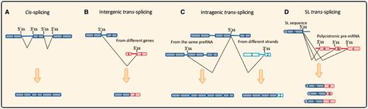 Schematic diagram of different types of pre-RNA splicing events. (A) Cis-splicing. After excision of introns, exons of the same pre-mRNA are joined together to form a linear molecule. (B) Intergenic trans-splicing. Transcripts from different genes or even different chromosomes could be spliced and generate a non-linear chimeric molecule. (C) Intragenic trans-splicing. Boxes with vertical line represent exons transcribed from the other strand. In the same gene, splicing reaction occurs between two identical transcripts, alternatively, transcripts from different strands leading to exon-duplication and sense–antisense fusion. (D) SL trans-splicing. Red boxes represent structural genes, while T represents for the TMG cap on Spliced-leader (SL) mini-exon. SL exon produced from tandem repeated SL gene cluster, splicing reaction occurs between SL exon and distinct structural genes of a ploycistronic pre-mRNA to generate an array of mature “capped” transcripts.