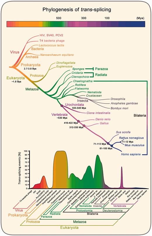 Phylogenetic analysis of trans-splicing events. Evolutionary tree and time scale refer to Benton et al. ( 2007). Ba, billion years ago; Ma, million years ago. In low panel, the percentage of trans-splicing events and trans-spliced gene numbers are relative to the total amount of gene numbers for a species. Trans-splicing data are from published literatures: Parhyale hawaiensis (Douris et al. 2010), Clytia hemisphaerica (Derelle et al. 2010), Echinococcus multilocularis (Brehm et al. 2000), Heterochone sp. (Douris et al. 2010), Hydra vulgaris (Stover et al. 2001), Pleurobrachia pileus (Derelle et al. 2010), Spadella cephaloptera (Marletaz et al. 2008; Marletaz and Le Parco 2008), Ciona intestinalis (Vandenberghe et al 2001; Satou et al. 2006; Satou et al. 2008; Matsumoto et al. 2010), Adineta ricciae (Pouchkina-Stantcheva et al. 2005), C. elegans (Krause et al. 1987; Huang et al. 1989; Zorio et al. 1994), Ascaris sp. (Nilsen et al. 1989; Maroney et al. 1995), Trypanosoma brucei (Murphy et al. 1986; Sutton et al. 1986; Perry et al. 1987; Liang et al. 2003), Amphidinium carterae (Bachvaroff et al. 2008; Zhang et al. 2009) and Karlodinium micrum (Zhang et al. 2007). In the other species, the percentage of trans-splicing events are calculated by counting known trans-splicing molecules including T4 bacteria phage (Galloway Salvo et al. 1990), HIV (Caudevilla, Da Silva-Azevedo, et al. 2001), SV40 (Caudevilla, Da Silva-Azevedo, et al. 2001), Pv2 (ORF3) (Gao et al. 2013), Lactococcus lactis (Belhocine et al. 2007), Nanoarchaeum equitans (Randau et al. 2005), Drosophila (Dorn et al. 2001Horiuch et al. 2003), Anopheles gambiae (Robertson et al. 2007), Bombyx mori (Shao et al. 2012; Duan et al. 2013), Danio rerio (Cadieux et al. 2005), Gallus (Vellard et al. 1991), Sus scrofa (Ma et al. 2012), Rattus norvegicus (Sullivan et al. 1991; Caudevilla et al. 1998; Akopian et al. 1999; Takahara et al. 2002; Zhang et al. 2003; Fitzgerald et al. 2006; Ni et al. 2011), Mus musculus (Hirano et al. 2004; Zhang et al. 2010) and Homo sapiens (Vellard et al. 1991; Breen et al. 1997; Yu et al. 1999; Chatterjee et al. 2000; Takahara et al. 2000; Finta et al. 2002; Flouriot et al. 2002; Jehan et al. 2007; Guerra et al. 2008; Li et al. 2008; Brooks et al. 2009; Kannan et al. 2011; Kowarz et al. 2011, 2012; Fang et al. 2012; Hu et al. 2013; Kawakami et al. 2013; Yuan, Qin, et al. 2013; Li et al. 2014; Wu et al. 2014). Percentages in insects are consistent with recent mega-data study (Kong et al. 2015).