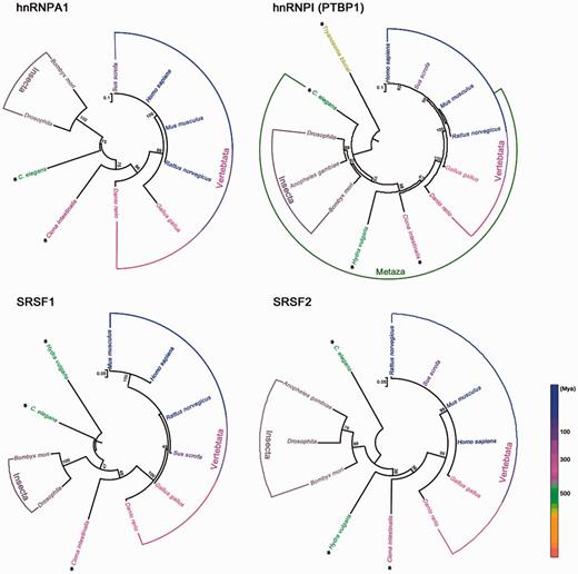 Phylogenetic analysis of spliceosome-associated proteins hnRNPA1, hnRNPI (PTBP1), SRSF1, and SRSF2. Ma, million years ago. Species with SL trans-splicing are marked with asterisks. Phylogenetic analysis was performed with MEGA 6 using maximum likelihood method. Numbers on the branches represent the bootstrap values from 1,000 replicates obtained. The scale bar corresponds to the estimated evolutionary distance units. GenBank accession numbers are as follows: Homo sapiens, NP_002127.1 (hnRNPA1), NP_002810.1 (PTBP1), NP_001071634.1 (SRSF1), NP_001182356.1 (SRSF2); Mus musculus, NP_001034218.1 (hnRNPA1), NP_001070831.1 (PTBP1), NP_001071635.1 (SRSF1); NP_035488.1 (SRSF2); Rattus norvegicus, NP_058944.1 (hnRNPA1), NP_001257986.1 (PTBP1), NP_001103022.1, (SRSF1), NP_001009720.1 (SRSF2); Sus scrofa, NP_001070686.1 (hnRNPA1), NP_999396.1 (PTBP1), NP_001033096.1 (SRSF1), NP_001070697.1 (SRSF2); Gallus gallus, XP_004950342.1 (hnRNPA1), NP_001026106.1 (PTBP1), NP_001107213.1 (SRSF1), NP_001001305.1 (SRSF2); Danio rerio, NP_956398.1 (hnRNPA1), NP_001116126.1 (PTBP1), NP_956887.2 (SRSF1), NP_998547.1 (SRSF2); Drosophila, NP_001262538.1 (hnRNPA1), NP_001097994.1 (PTBP1), NP_001247139.1 (SRSF1), NP_001188794.1 (SRSF2); Bombyx mori, NP_001093319.1 (hnRNPA1), XP_012546585.1 (PTBP1), XP_012548197.1 (SRSF1), NP_001040152.1 (SRSF2); C. elegans, NP_500326.2 (hnRNPA1), NP_741041.1 (PTBP1), NP_499649.2 (SRSF1), NP_495013.1 (SRSF2); Ciona intestinalis, XP_002128542.1 (hnRNPA1), XP_002127727.3 (PTBP1), XP_002124933.3 (SRSF1), XP_004227013.1 (SRSF2); Hydra vulgaris, XP_002156158.1 (PTBP1), XP_002159641.1 (SRSF1), XP_002161458.1 (SRSF2); Anopheles gambiae, XP_318405.4 (PTBP1), XP_318826.3 (SRSF2); Trypanosoma brucei, XP_827198.1 (PTBP1).