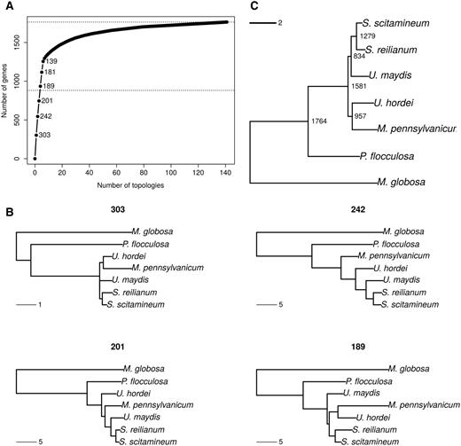 —Phylogeny reconstruction and genealogy variation using a codon model. (A) Cumulative distribution of number of genes per topology. Numbers indicate the frequencies of the six most frequent topologies. The middle horizontal dotted line indicates half of the genes under study. (B) Four most frequent topologies with their corresponding frequency. Genealogies are examples of genes taken for each topology class. (C) Species tree obtained by combining all gene trees using the Super Distance Matrix method.