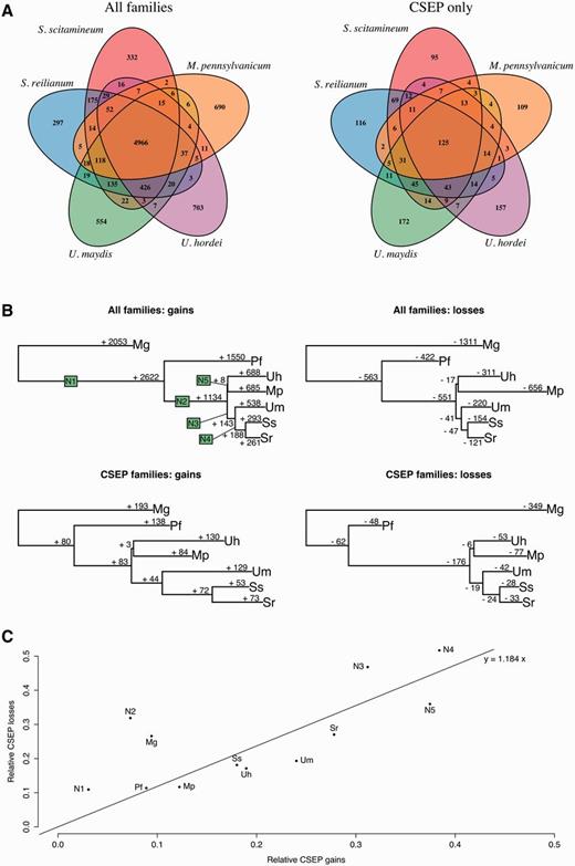 —Evolution of gene families. (A) Repartition of homologous gene families among five smut species. Homologous gene families are plotted as 5-fold Venn diagrams, for all genes families (e.g., 4,966 gene families have at least one homolog in the five species) and CSEP genes only (e.g., 125 families have at least one homologous CSEP in all five genomes). (B) Number of gains and losses for each gene family and for each CSEP gene family. (C) Proportion of CSEP losses relative to all family losses plotted against the proportion of CSEP gains relatives to all family gains. Species code is as follow: S. scitamineum (Ss), S. reilianum (Sr), U. maydis (Um), U. hordei (Uh), M. pennsylvanicum (Mp), and P. flocculosa (Pf). Ancestral branches are arbitrarily labeled as N1–N5.