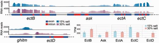 Genomic context of ectoine/hydroxyectoine synthesis genes in Haloc. seosinensis and their expression levels as a function of external salt concentration expressed in RNA read abundance mapped on genomic contigs and transcripts per million (TPM) as calculated by RSEM. On top, the region between nucleotides 48000 and 56100 on contig c75 contains genes coding for diaminobutyrate aminotransferase ( ectB ), aspartokinase ( ask ), diaminobutyrate acetyltransferase ( ectA ), and ectoine hydroxylase ( ectC ). On the bottom-left, the region between nucleotides 70000 and 74000 on contig c361 contains genes coding for growth hormone-inducible transmembrane protein ( ghitm , shown as a reference) and ectoine hydroxylase ( ectD ). RNA read abundance is shown on top of genomic contigs on which they were mapped (15% salt in dark blue and 30% salt in purple). On genomic contigs, exons of ORFs are displayed in blue and introns in red. On the bottom-right, RNA transcript abundance (average TPM, error bars indicate 1 SD) for each gene is shown in blue and pink for 15% and 30% salt conditions, respectively.