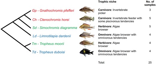 —Phylogenetic relationship, trophic niche description, and number of RNA-seq samples per species of the Lake Tanganyika cichlid fishes analyzed in this study. Trophic niches were divided into broad “herbivore,” “carnivore,” and “omnivore” categories.