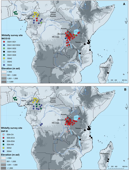 —Geographic distribution of cassava colonizing Bemisia tabaci in Africa based on mtCOI (A) and SNPs (B).