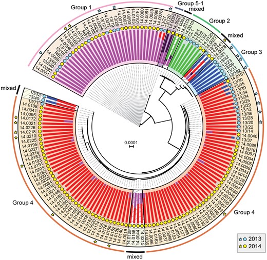 —A shift in the European Puccinia striiformis population between 2013 and 2014. Phylogenetic analysis was carried out on thirty-nine 2013 and one hundred and fifteen 2014 P. striiformis isolates using the third codon position of 18,023 PST-130 gene models (4,041,039 sites) and a maximum-likelihood model. Bayesian-based clustering of 36,921 biallellic synonymous SNP sites classified the P. striiformis field isolates into five distinct population clusters, with Group 5-1 first identified in 2014. Bar charts represent STRUCTURE analysis with each bar representing estimated membership fractions for each individual. Stars indicate isolates purified for virulence profiling in 2013 (blue) and 2014 (yellow). Colored circles represent the year in which the samples were collected. Bootstrap values are given in supplementary data S4, Supplementary Material online. Isolate names are shown in outer ring; scale bar indicates nucleotide substitutions per site.