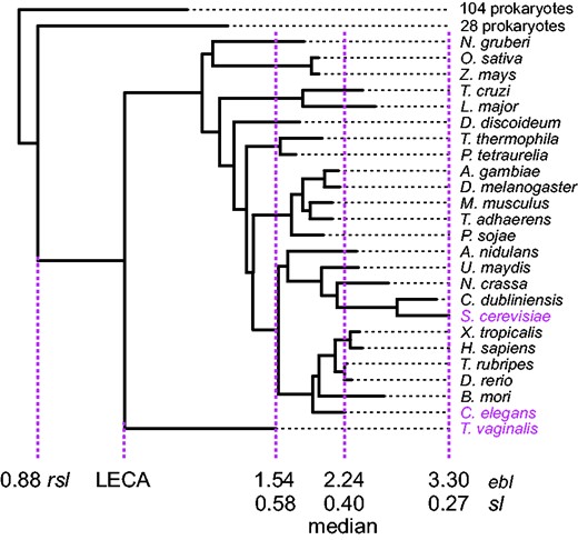 Phylogenetic tree and sl derivation for COG4178_01, an ABC transporter present in 25 eukaryotic taxa. Which eukaryotic branch length (ebl) should be used to calibrate the raw stem length (rsl)? The minimal, median, and maximal lineages are highlighted in magenta. Perchance it is a moot question, as in the absence of a LECA-to-present molecular clock, none of the resulting sl values convey meaningful information. The ratio of longest to shortest ebl is 2.15, a value representative of the data set as 579 other trees have larger ratios.