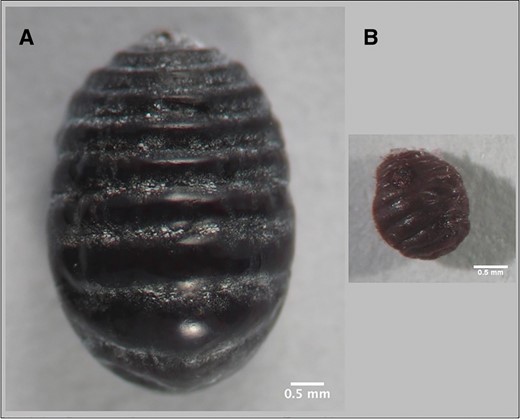 —Dorsal view of adult Dactylopius with wax removed with 96% ethanol.
                (a) D. coccus, (b) D.
                opuntiae.