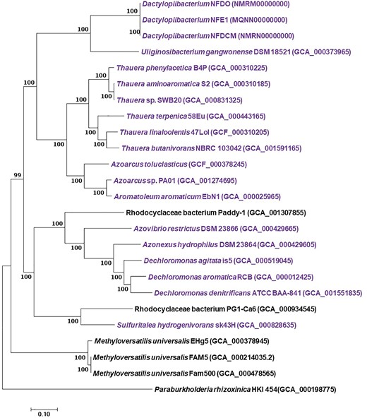 —Maximum likelihood tree (−ln L  = −1403085.372840) of 602
              orthologous of Dactylopiibacterium and other Rhodocyclaceae genomes.
              The genome of Paraburkholderia rhizoxinica was used as an outgroup.
              Scale bar indicates 10% estimated sequence divergence. SH-like support values ≥50% are
              indicated. In purple are genomes with nitrogen-fixing genes.