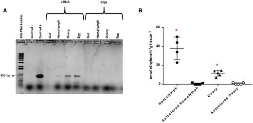 —(a) Amplicons of RT-PCR from Dactylopiibacterium
                nifH transcript. D. coccus total DNA as positive control
              and no-DNA template as negative control. (b) Acetylene reduction
              activity detected in D. coccus tissues. Bar indicates media ± SEM.
              Red asterisks show significant differences between tissues and autoclaved controls and
              nonsterile tissues (Mann–Whitney test P < 0.05).
