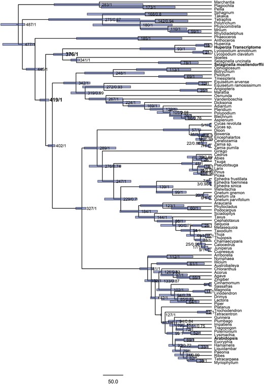 —Dated phylogeny inferred from analysis of three chloroplast genes (atpB, rbcL, and rps4), using a Bayesian framework and a relaxed molecular clock. Values represent node ages (median heights), followed by posterior probabilities of clades. Blue bars illustrate the node height 95% HPD intervals. The most recent common ancestor of Huperzia and Selaginella is estimated to have existed about 376 Ma, and that of Huperzia and Arabidopsis about 419 Ma. Accession numbers of all sequences used in the phylogeny are given in supplementary table S1, Supplementary Material online.