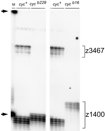 Markers near cyc fail to amplify from cycb16 and cycb229 genomic DNA. Individual haploid embryos obtained from mothers heterozygous for the cycb16 and cycb229 mutations were assayed with the SSLP markers z3467 and z1400. The z3467 fragment amplifies from the wild-type, but not the mutant, genomic DNA samples. Primers for both markers were included in the same PCR assays, so that z1400 serves an internal control for the mutant samples. Note that the two mutant chromosomes have different alleles of z1400, providing evidence that cycb229 is not an inadvertent reisolate of cycb16. Arrows indicate size standards of 100 nucleotides and 200 nucleotides in the marker lane (M).