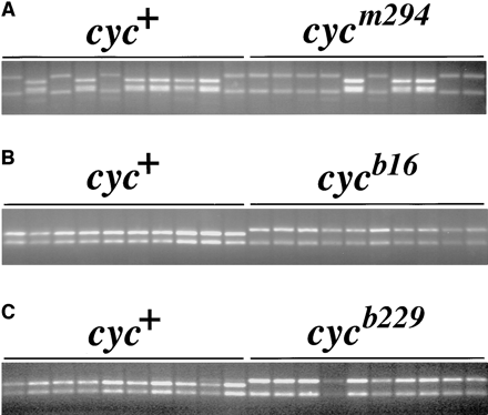 Suppression of recombination by cycb16 and cycb229. An STS marker derived from RAPD 15T.750 was analyzed in haploid mapping crosses for (A) cycm294, (B) cycb16, and (C) cycb229. In each case, 10 wild-type and 10 mutant siblings are shown. The primers amplify allelic fragments of different sizes in all three crosses, but all fragments were nevertheless cleaved with the restriction enzyme Mnl I to generate fragments of optimal size for detecting the polymorphism with agarose gel electrophoresis.
